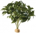 PLANTE EXO TERRA LAUREL BUSH decoruri hagen