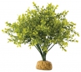 PLANTE EXO TERRA BOXWOOD BUSH decoruri hagen