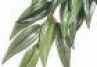 PLANTE EXO TERRA RUSCUS MICI