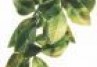 PLANTE EXO TERRA MANDARIN MICI