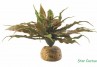 PLANTE EXO TERRA STAR CACTUS