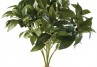 PLANTE EXO TERRA LAUREL BUSH